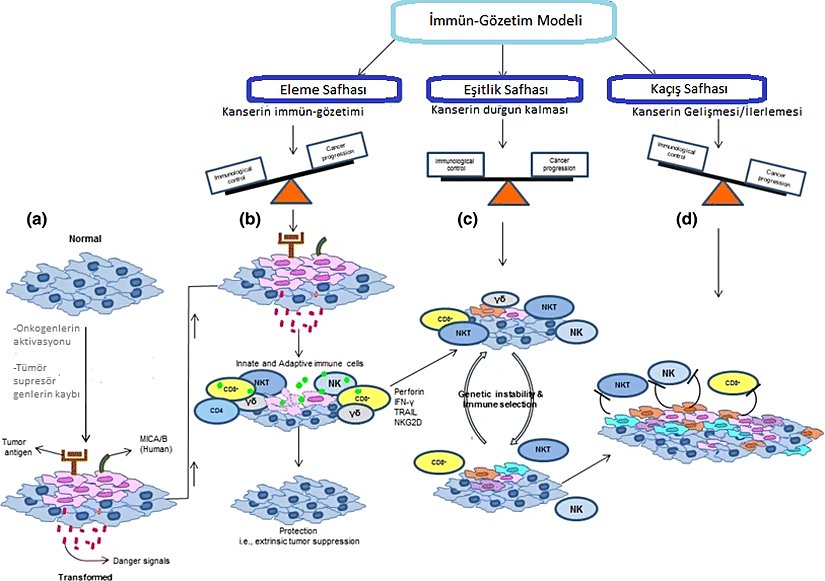 İmmün-Gözetim Modeli. Eğer kanserojen faktörler immün-gözetime baskın gelirse prognoz kötüleşir; eğer immün-gözetim baskın gelirse kanser elimine edilir.