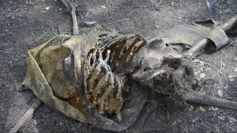 Akbabalar tarafından parçalanmış bir iskelet.