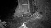 Pine martens return to UK National Park after more than a century of extinction | Discover Wildlife