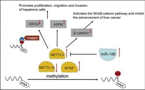 METTL3's Influence On NAFLD Progression Through FAS Methylation