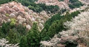 Massive Tree Planting Event Aims To Preserve Kinpusen Mountain