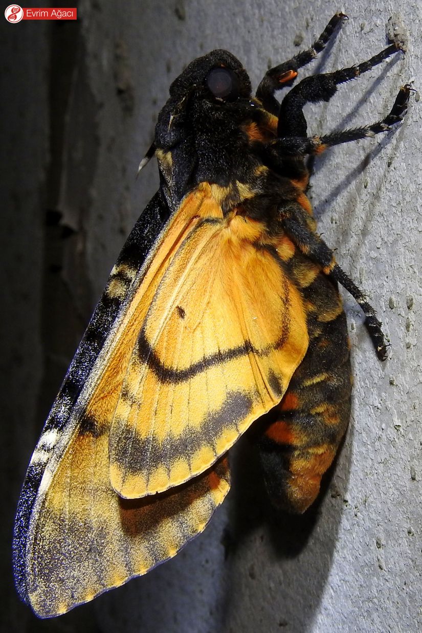 Kurukafa güvesi (Acherontia atropos) gıcırtı benzeri ses çıkartırken.