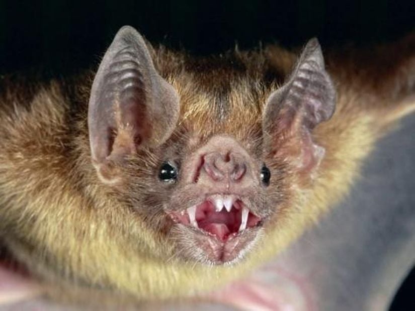 Vampir Yarasa