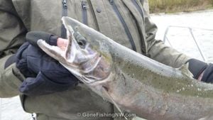 Smelt Dipping Opener Disappoints Anglers On Cowlitz River