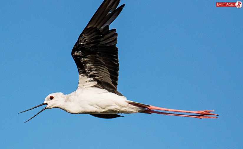 Bu karede gözlerin kırmızı rengi daha güzel anlaşılıyor.