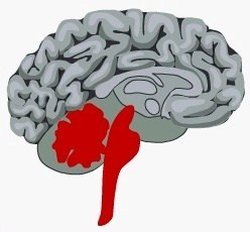 Sürüngen beyni ilk hayvandan günümüze kadar gelen üstelik evrim ile neredeyse bütün canlılara ulaşmış bir organ olabilir mi?