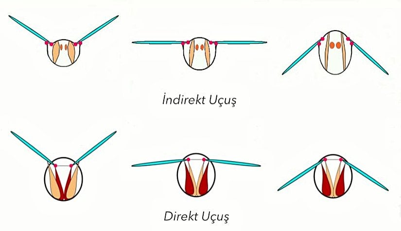 Uçma tipleri ve hareketi.