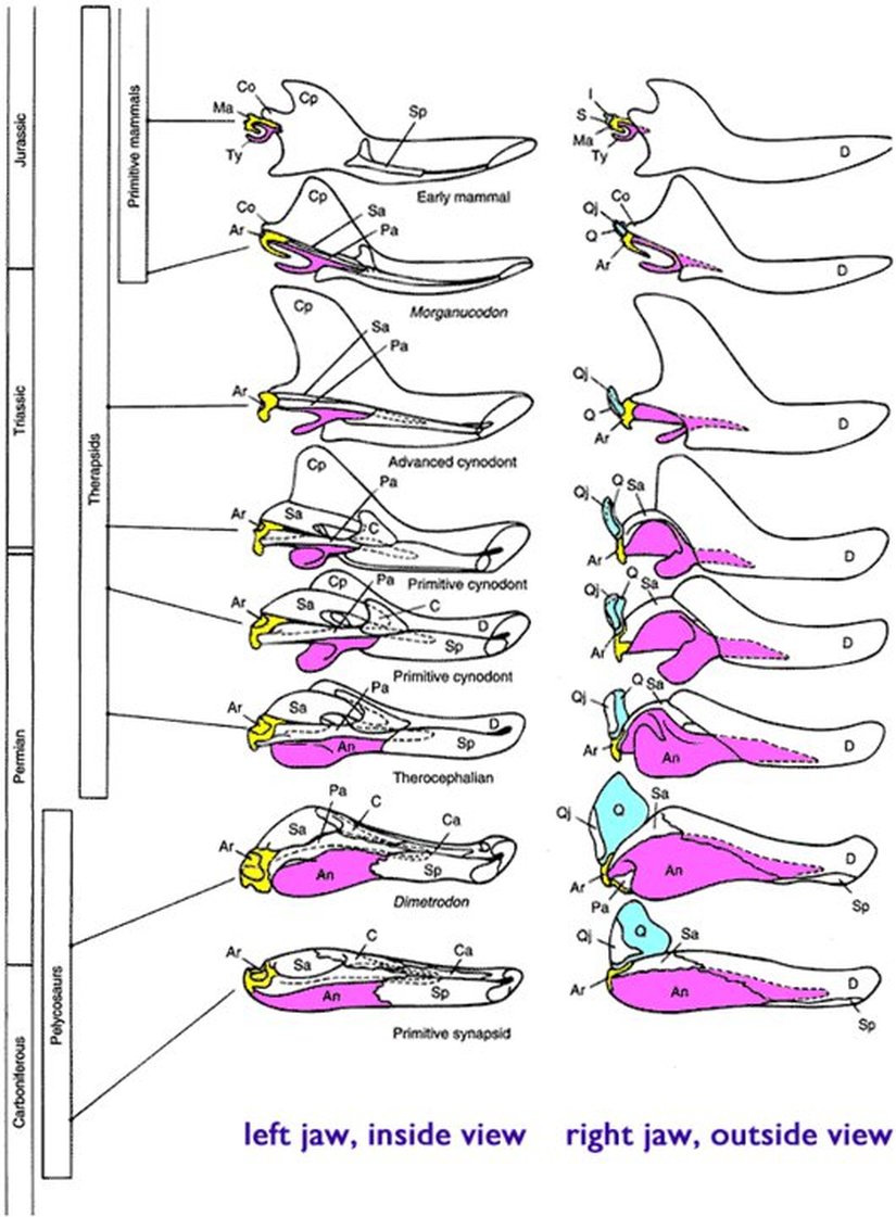 Çene Kemiklerinin Evrimi