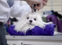 This dog just captured the National Dog Show’s highest honor