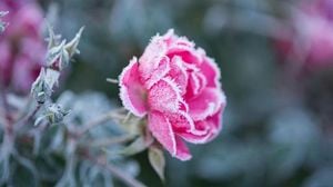 Ice Saints Arrive With Mixed Weather Forecast For 2025