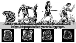 İnsanlarda Kemik Yoğunluğu, Tarım Devriminden Sonraki Yakın Evrimsel Süreçte Büyük Bir Hızla Azaldı!