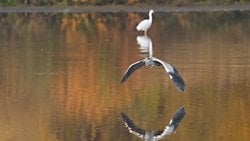 Fosil, modern kuşların kökeni hakkında bir asırdan fazla bilgiyi altüst ediyor