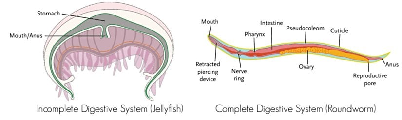 Solda bir denizanasında bulunan tamamlanmamış bir sindirim sistemi; sağda ise bir yuvarlak solucanın tam sindirim sistemi. Omurgasızlar bu iki tip sindirim sisteminden birine sahip olabilir.