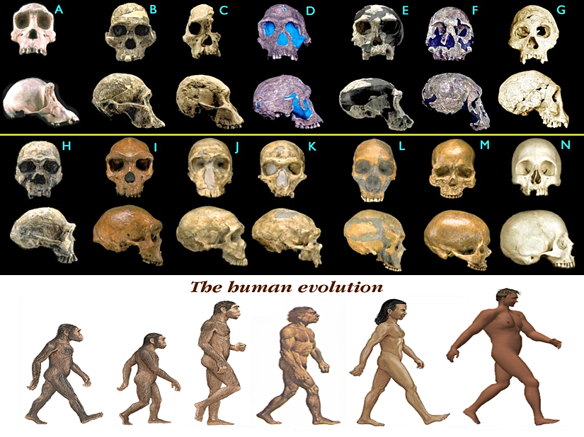 Bunun en güzel örneklerinden biri de, insan türünün evrimidir. Türümüz, av-avcı ilişkisinden etkilenerek evrimleşmiş olsa da, bugünkü halimizi alabilmemizin en büyük etmeni, değişen çevre koşullarıdır. Atalarımızın Afrika içerisindeki göçü sırasında değişen çevre, zincirleme olarak birçok özelliğimizin evrimleşmesini tetiklemiştir.