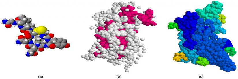 Peptit hormonlarından (a) oksitosin, (b) büyüme hormonu ve (c) folikül uyarıcı hormonun yapıları gösterilmiştir. Bu peptit hormonları, kolesterol veya amino asitlerden türetilenlerden çok daha büyüktür.