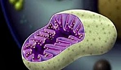 Mitokondrilerin neden kendilerine ait Dna'ları vardır?