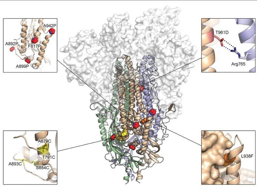 Görselde, 3 boyutlu SARS-COV-2 kılıf proteininde Moderna aşısındaki mutasyonları kırmızı toplarla işaretlenmiş halde F817P ve A942P isimleriyle görebilirsiniz. F817P ile A942P ne demek? 817 no’lu aminoasit Fenilalanin (F) yerine Prolin (P), ve 942 no’lu aminoasit Alanin (A) yerine Prolin (P) aminoasitleri konmuş.