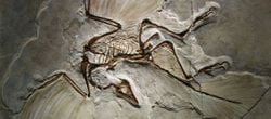 Dinozorlardan Kuşlara Evrimin En Net Örneklerinden Birisi: Archaeopteryx