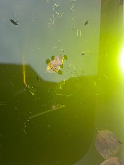 Kavanozda biriken yağmur suyunda iribaşa benzer canlılar oluştu nasıl olmuş olabilirler, nedir bunlar?