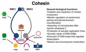 Cohesin Revealed To Have Dual Role In DNA Repair