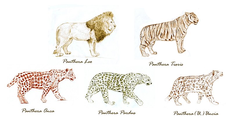 Panthera