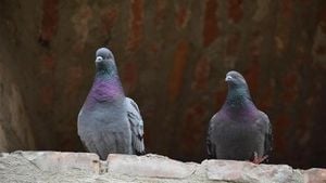 Valencia Implements Fines To Curb Pigeon Overpopulation