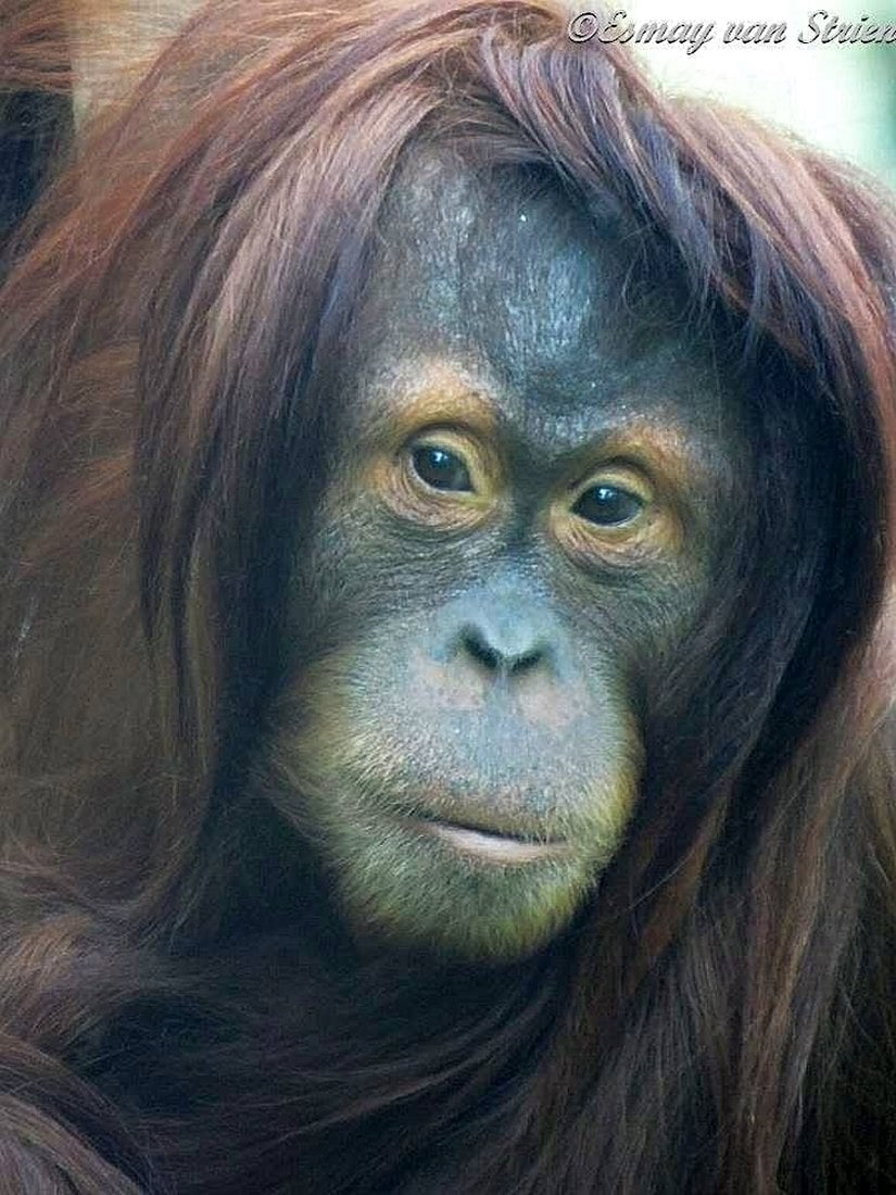 Berlin Hayvanat Bahçesi'nde insanlar tarafından, insanların kriterlerine göre de birçokları tarafından gerçekten "güzel" olarak nitelenen bu orangutanın ismi Satu. Kendisine dair pek fazla bilgi verilmemiş; ancak bu fotoğrafından, kameralarla arasının oldukça iyi olduğu anlaşılıyor.