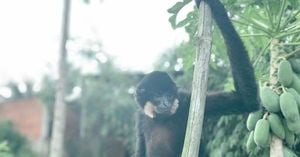 Rare Yellow Cheeked Gibbon Rescued In Ho Chi Minh