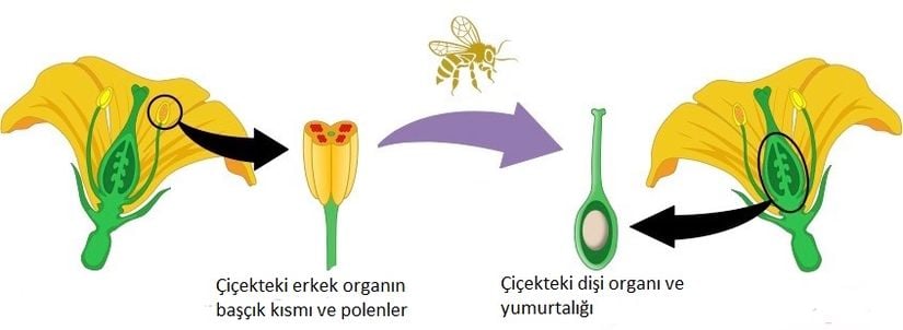 Çapraz tozlaşmanın nasıl gerçekleştiğini gösteren görsel.