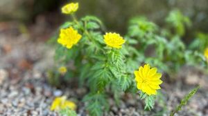 Spring Blooms Brightly Amid Concerns In Nagano