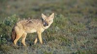 Un chacal doré aperçu en Normandie, une observation peu commune pour la région