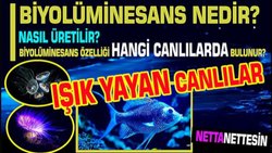 Biyolüminesans: Doğanın Işıldayan Sırları