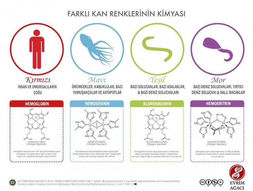 Farklı kan renklerinin kimyası. Evrim Ağacı tarafından Türkçeleştirilmiştir.