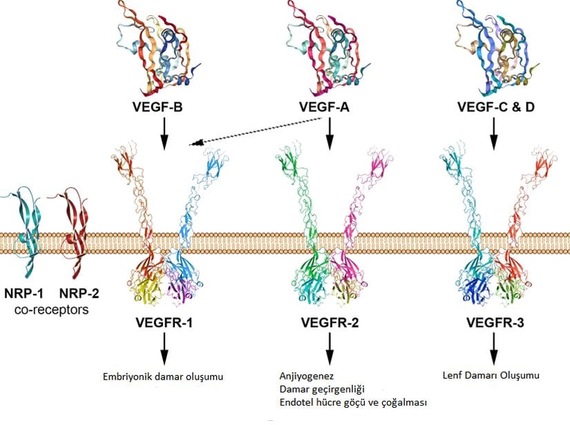 VEGF türlerinin bağlandıkları reseptörler ve stimüle ettikleri olaylar.