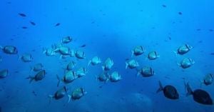 Deep Sea Mining Threatens Ocean Food Webs Study Finds