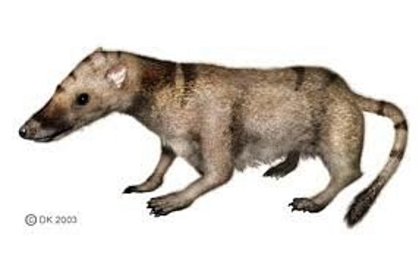 Sinoconodon