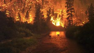 Forest Fires Surge Amid Climate Crisis