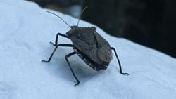 Kalkan Böcekleri (Pentatomidae)