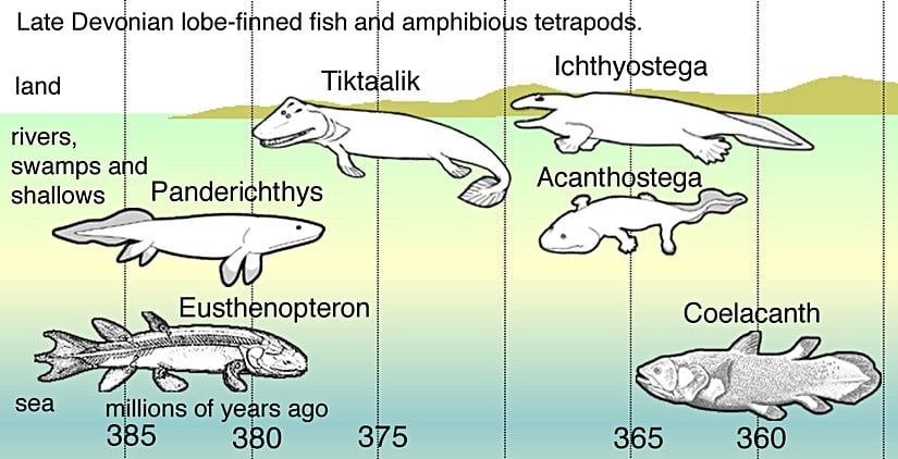 Geç Devonyen dönemde yaşamış lop yüzgeçli balıklar ile amfibik tetrapodlar