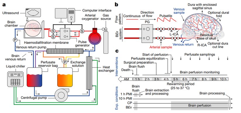 BrainEx'in nasıl çalıştığını gösteren bir şema