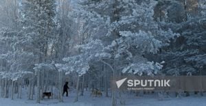 Krasnoyarsk Welcomes Warm Weather And Tulip Sales For International Women's Day