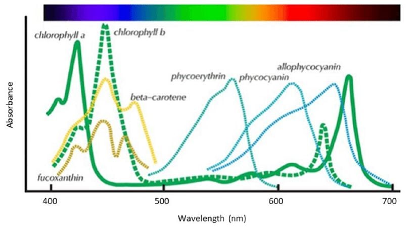 Figür 1: Farklı pigment türlerinin, hangi dalga boylarında ne kadar emilim yaptığı.