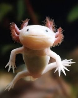 Bu axolotl isimli canlı hangi türe giriyor sürüngen mi yoksa balık mı ve hangi ara geçiş canlısı asıl atası nedir ve nasıl bu hale evrimleşti?