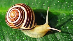 The Interesting World of Snails: What Do Know About Them?