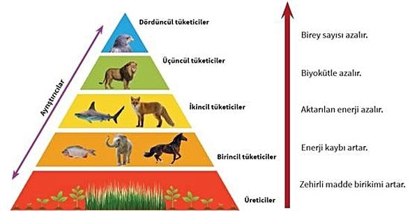 Besin Zincirini ve işlevini
