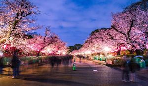 Sakura City Gears Up For Spectacular Cherry Blossom Festival