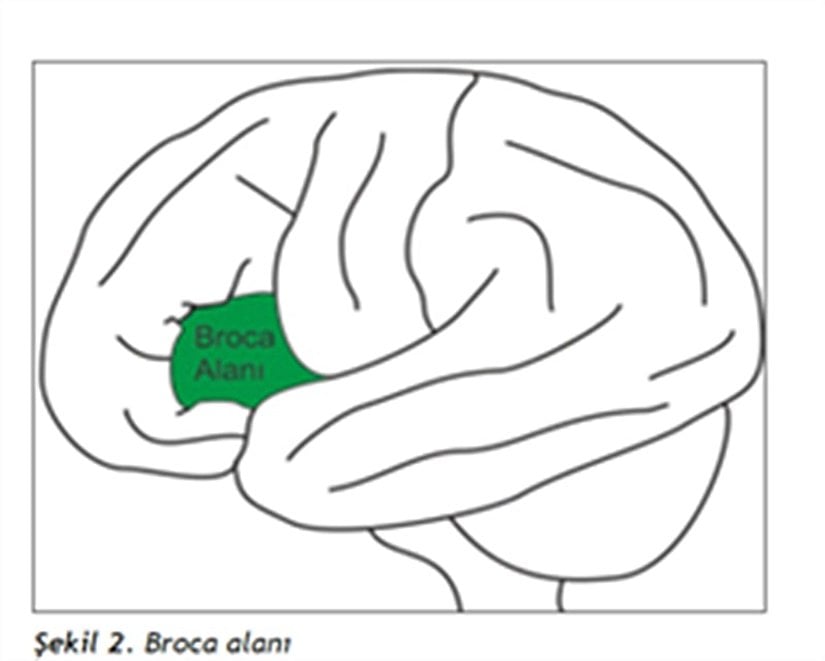 Ayna nöronları beynin konuşma alanı olan “Broca” alanında bulunmaktadır.