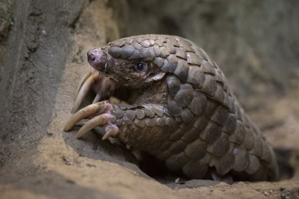 Pangolin