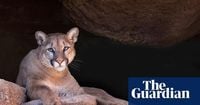 Colorado authorities suspect mountain lion attack after woman found dead near trail