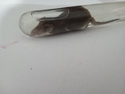 Bu canlı nedir ve nadir mi?